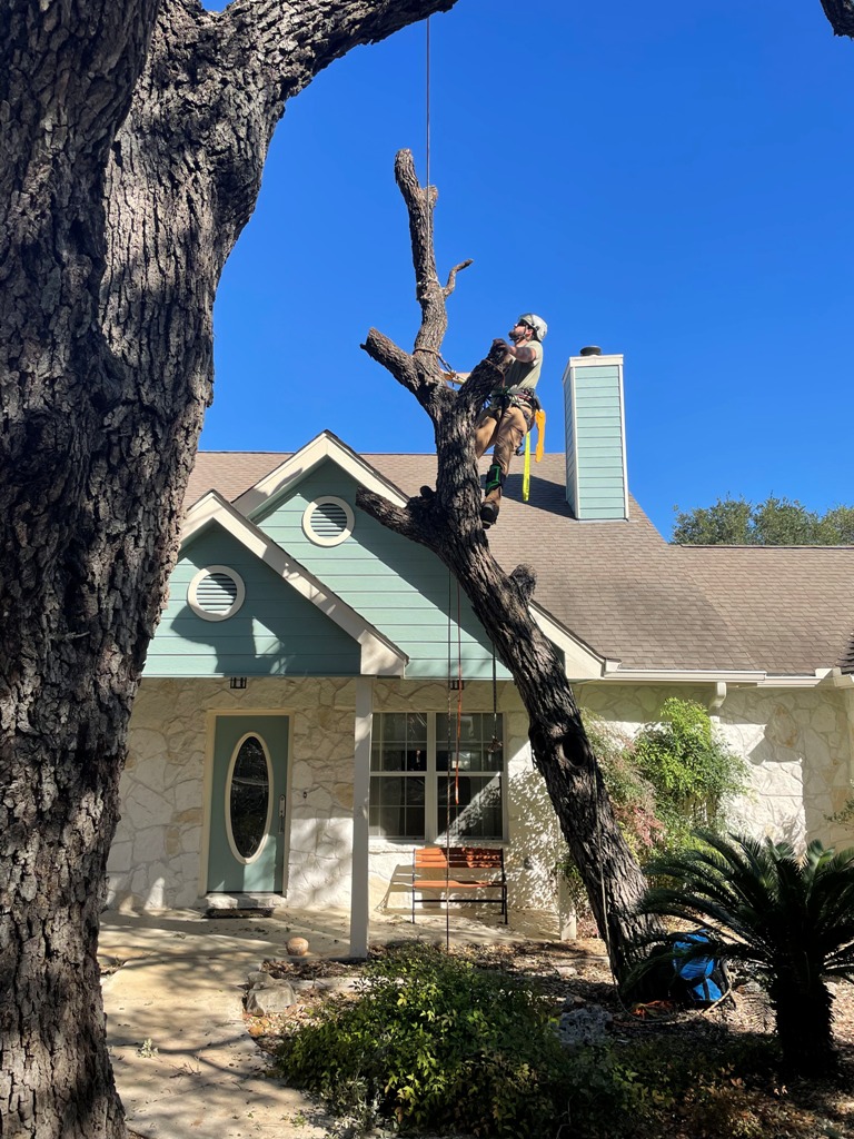 Tree Removal New Braunfels