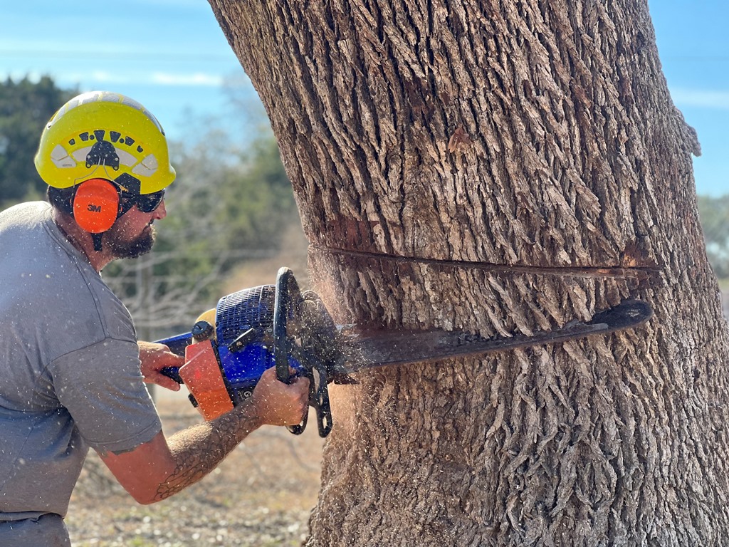 Affordable Tree removal san antonio TX