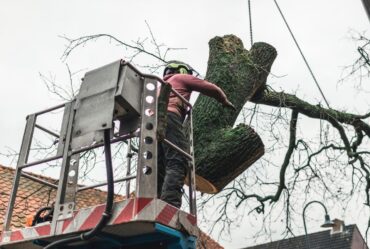 professional tree service san antonio