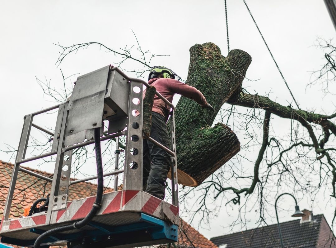 professional tree service san antonio