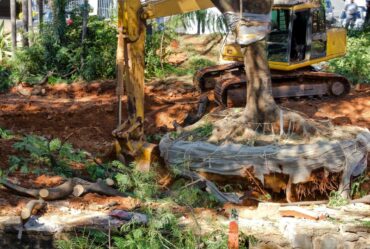 tree removal Texas Solution