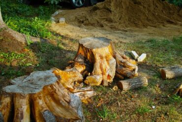 tree removal service