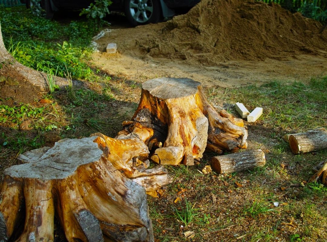 tree removal service