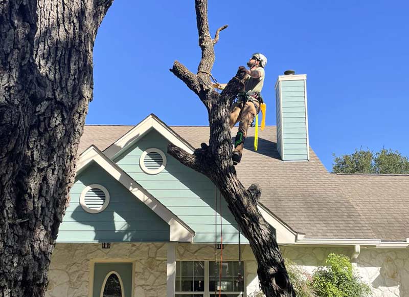 Tree Removal San Antonio