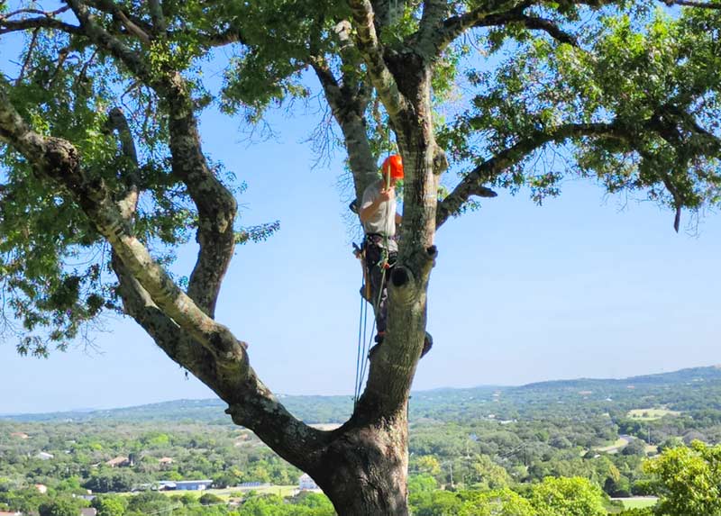 family-owned and operated tree service company in San Antonio TX