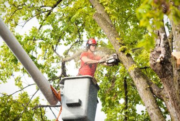 Can Tree Trimming Improve the Health of Your Trees?
