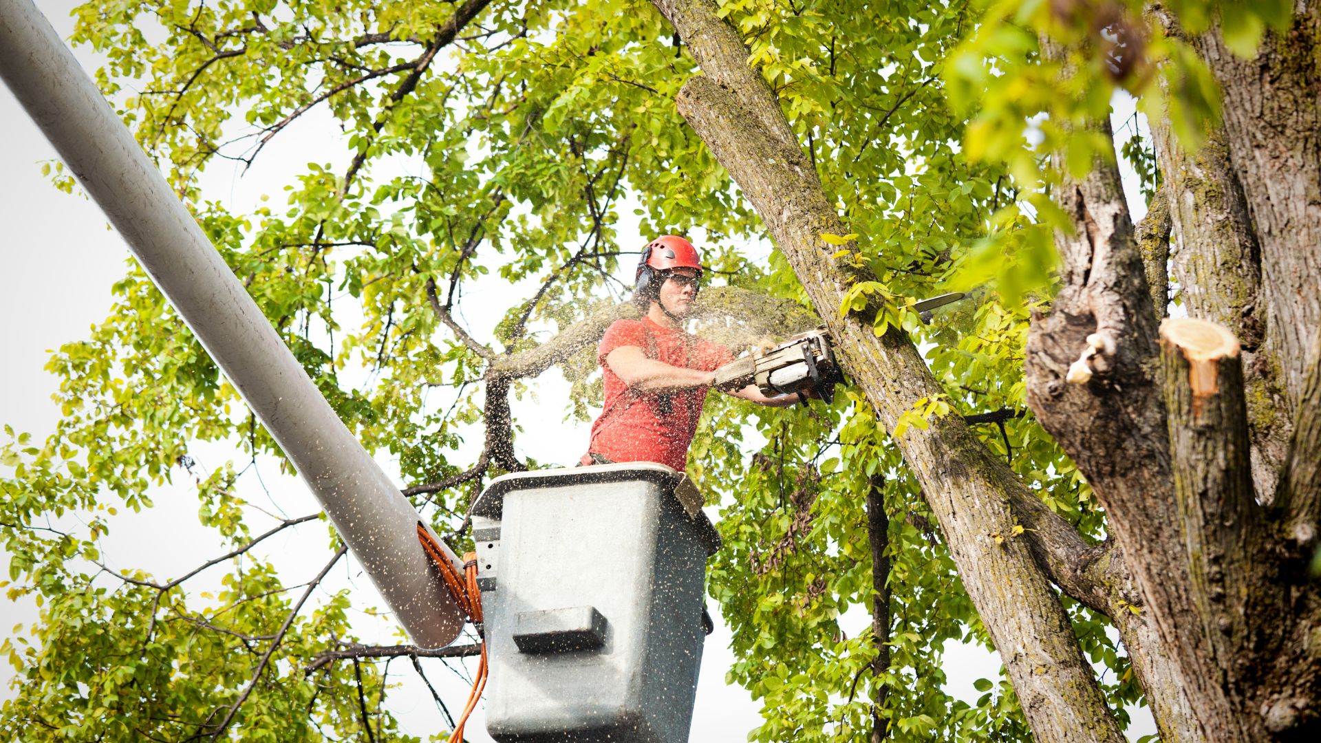 Can Tree Trimming Improve the Health of Your Trees?
