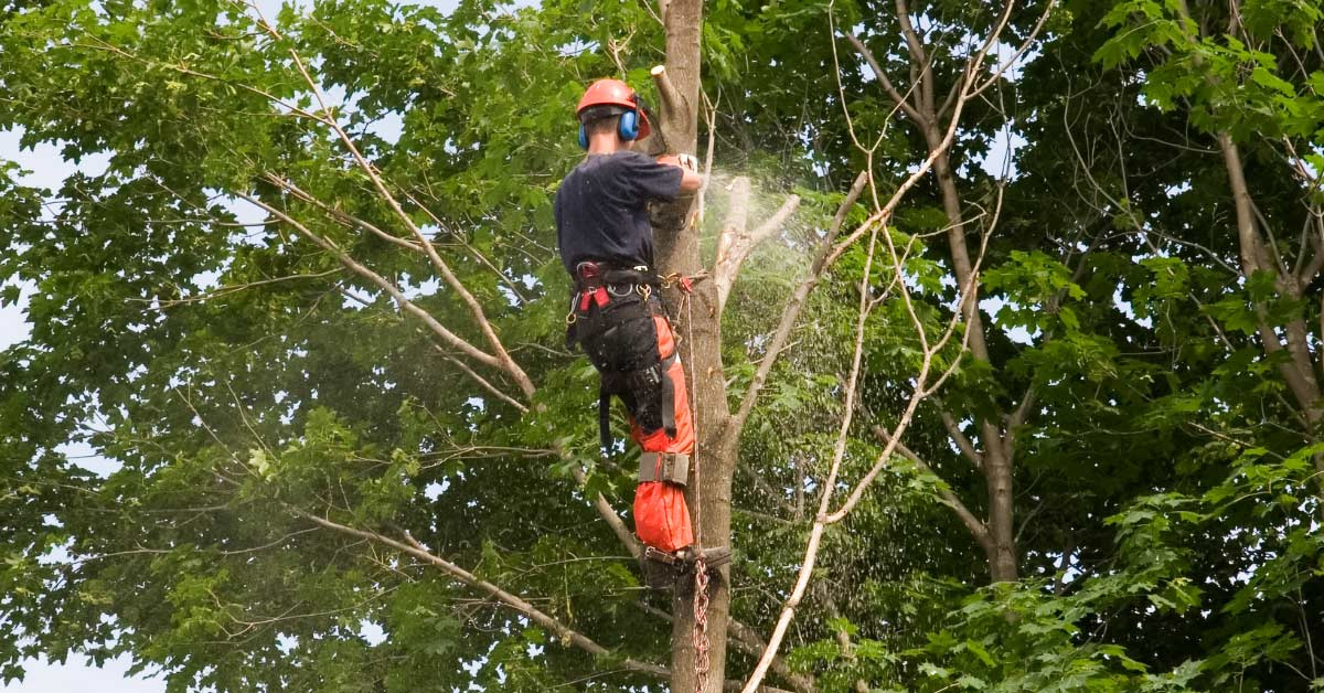 Commercial-Tree-Trimmer-For-Texas-Businesses.png