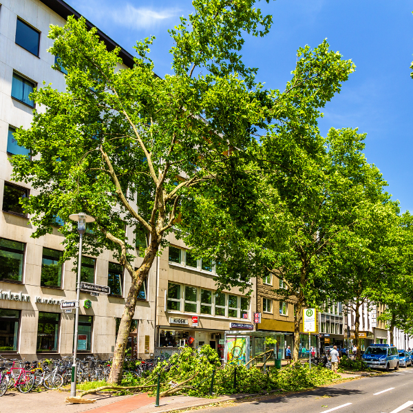Image showing a corporate campus and office park with trimmed trees.