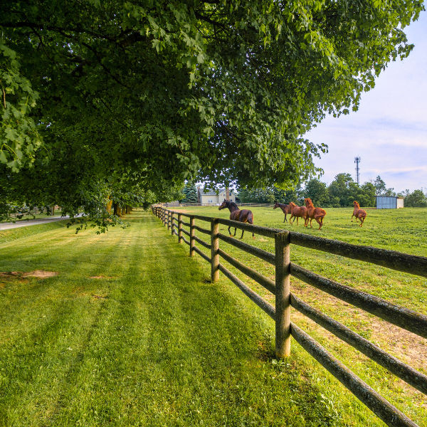 Picture of a large agricultural farm and ranch with well-managed trees after tree pruning.