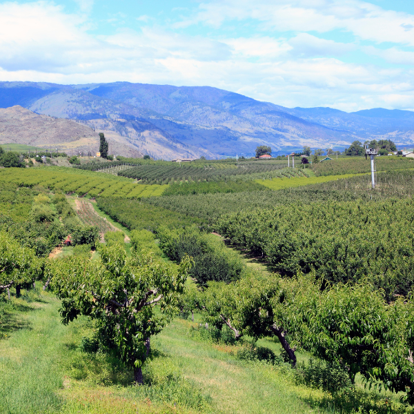 Image showing an orchard and vineyard with trimmed trees.
