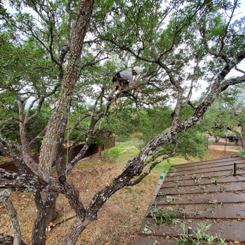 Tree Trimming New Braunfels